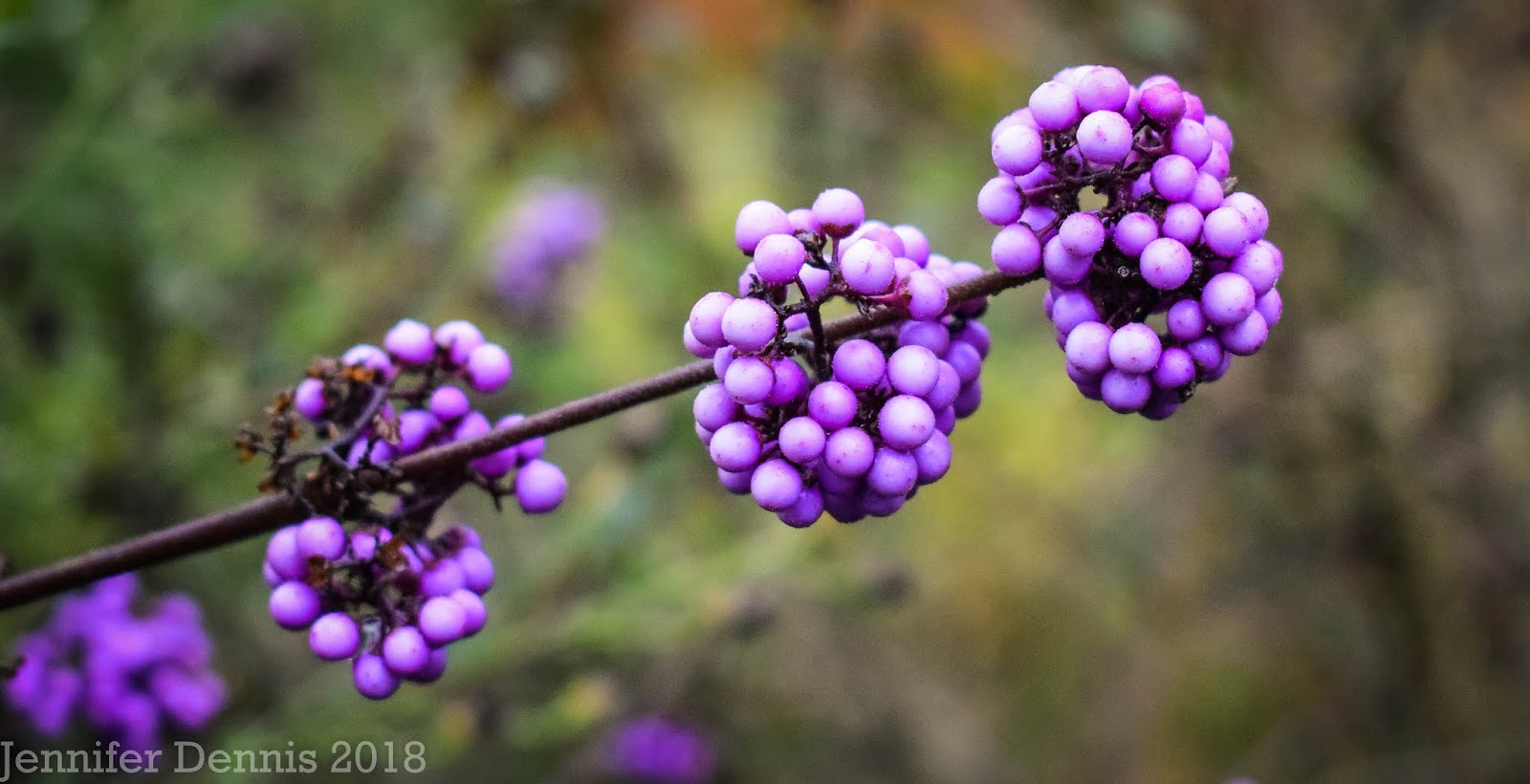 Future Plants By Randy Stewart Nandina