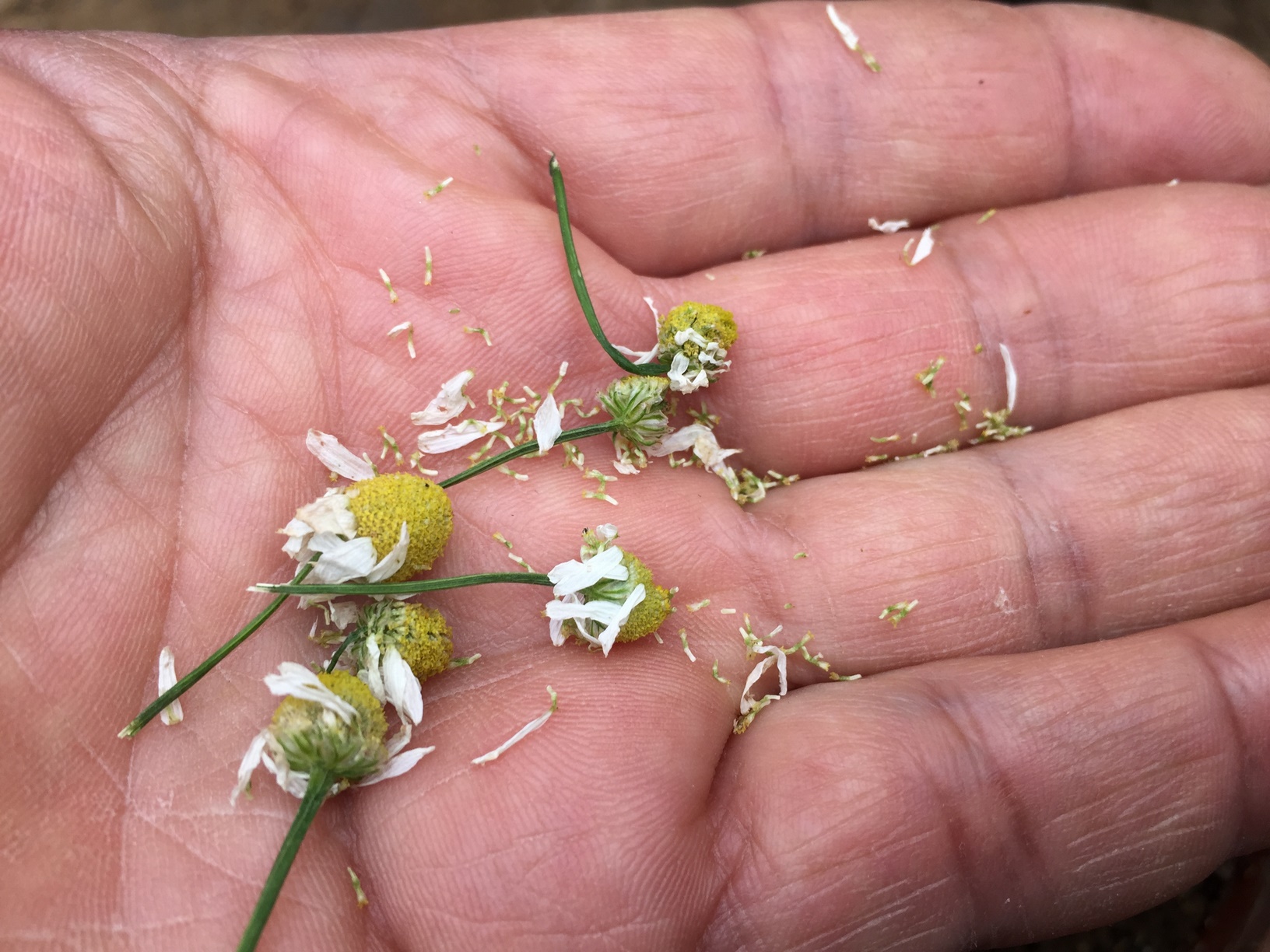 How to Grow Chamomile