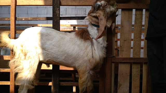 Kambing Qurban Surabaya, Sidoarjo, Gresik 2019