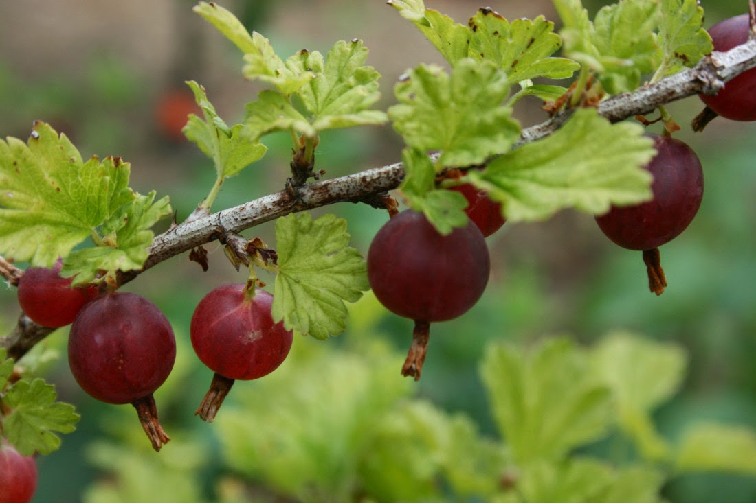 The Fruit Growing Expert: The best mildew resistant Gooseberry varieties