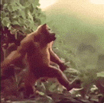 5.gif