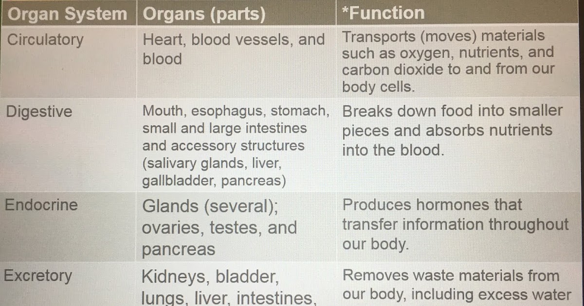 Mr. Villa's Science Stars! Human Body Organ System ANSWERS