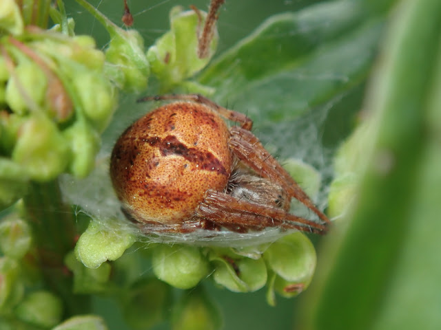 Neoscona subfusca Neoscona subfusca