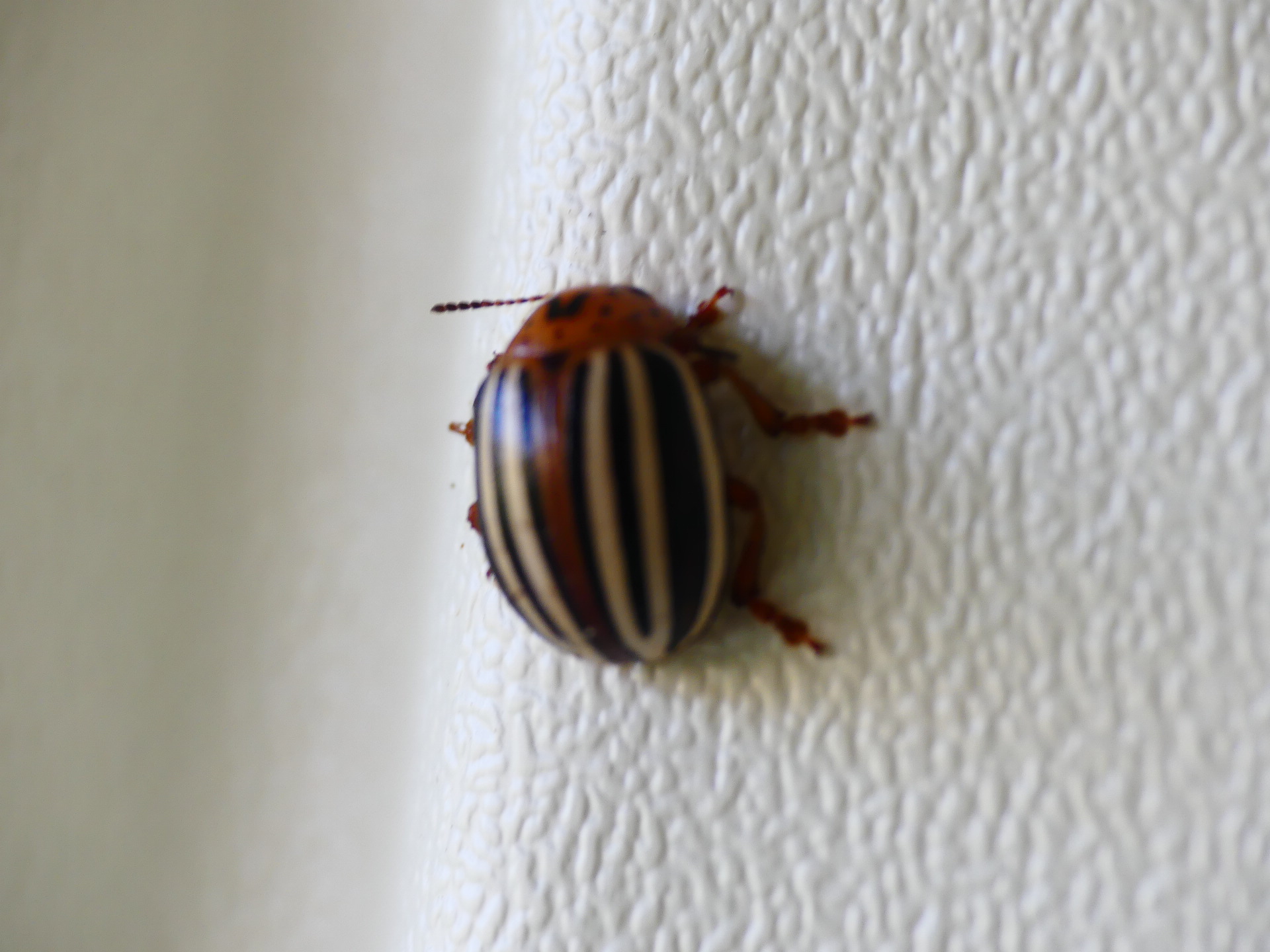 False Potato Beetle