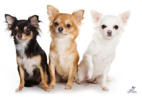 A Chihuahua with Applehead, Deerhead, and Pearhead.