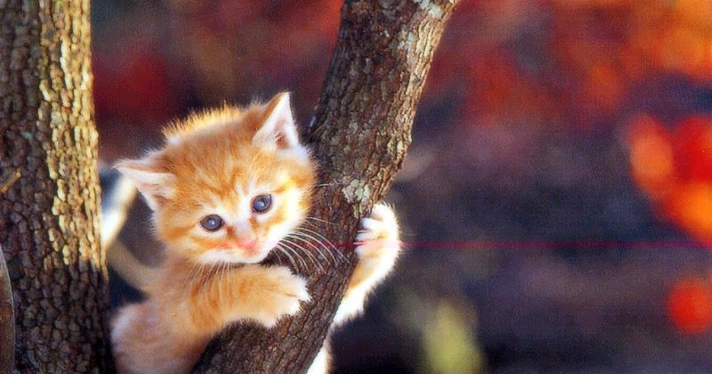 Cute Cat Wallpapers - Entertainment Only