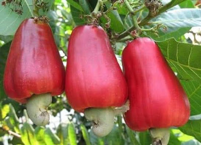 Jambu Monyet Buah Langka