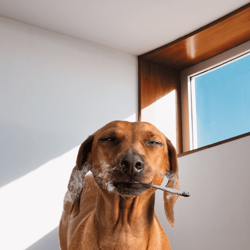Why tobacco smoke is harmful to a dog possible pet diseases from