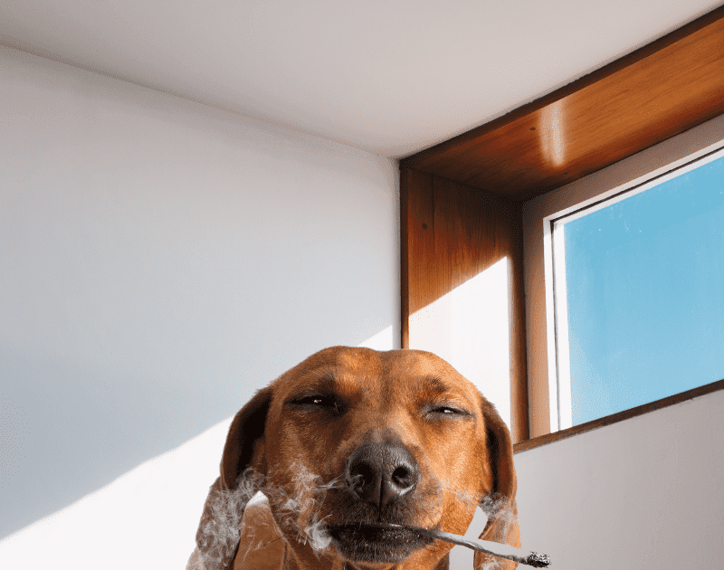 Why tobacco smoke is harmful to a dog possible pet diseases from