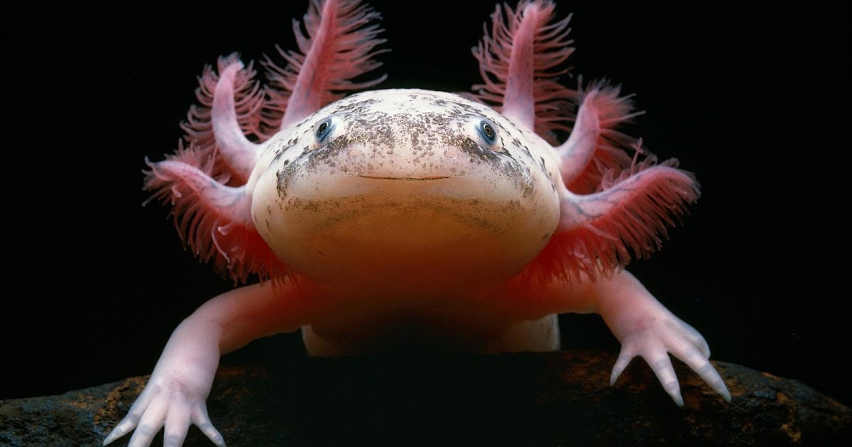 15 Haiwan Paling Comel Yang Hampir Pupus Di Seluruh Dunia | Dokku Mentari