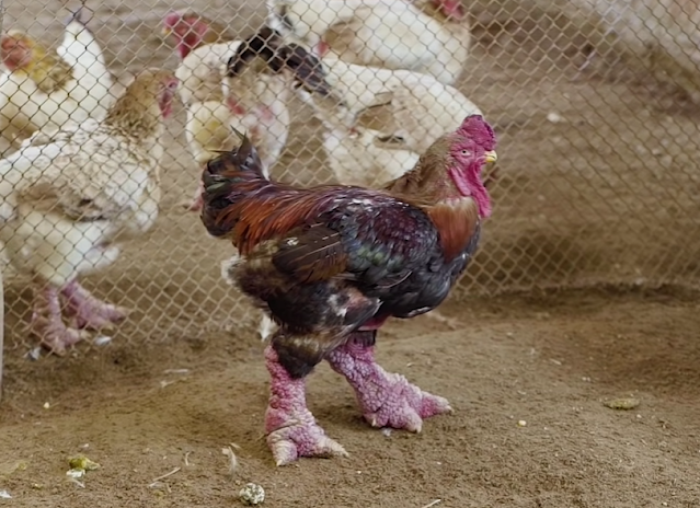 Dong Tao Chickens: One of the most expensive chicken breed