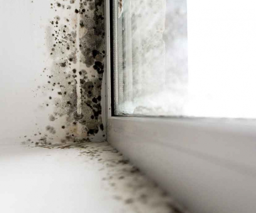 5 Methods to Reduce The Spread of Mold