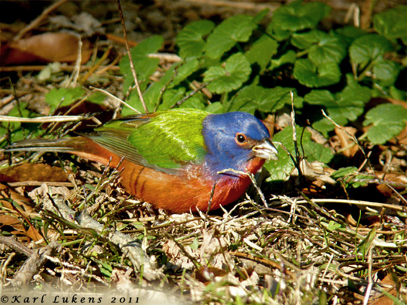 View from the Cape Painted Bunting, Bird News & Some Recordbreaking