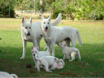 white German shepherd puppies