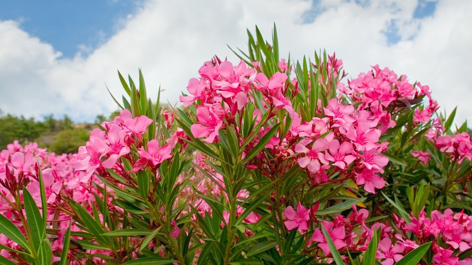 Las plantas más venenosas de la Tierra Noticias 724