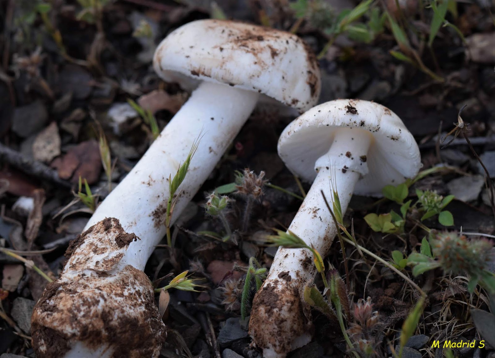 SETAS DEL VALLE DE LOS PEDROCHES AMANITA VERNA. ORONJA BLANCA MORTAL