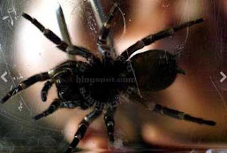 Brazilian Wandering Spider Hewan Dengan Racun Paling Mematikan