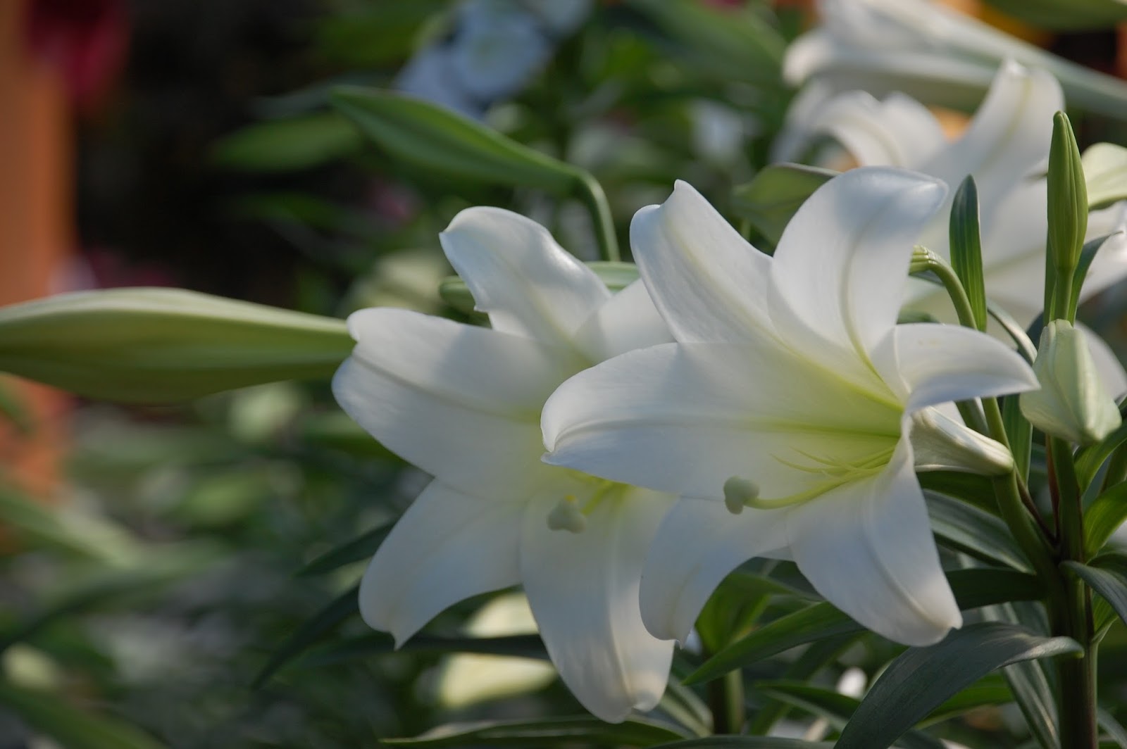 Medusa's Kitchen A Wall of Lilies