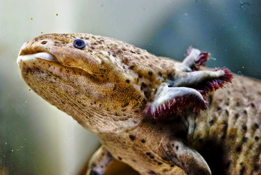 личинка тритона аксолотль. жабры у личинок земноводных. земноводные с наружными жабрами. наружные жабры головастика. строение дыхательной системы лягушки.