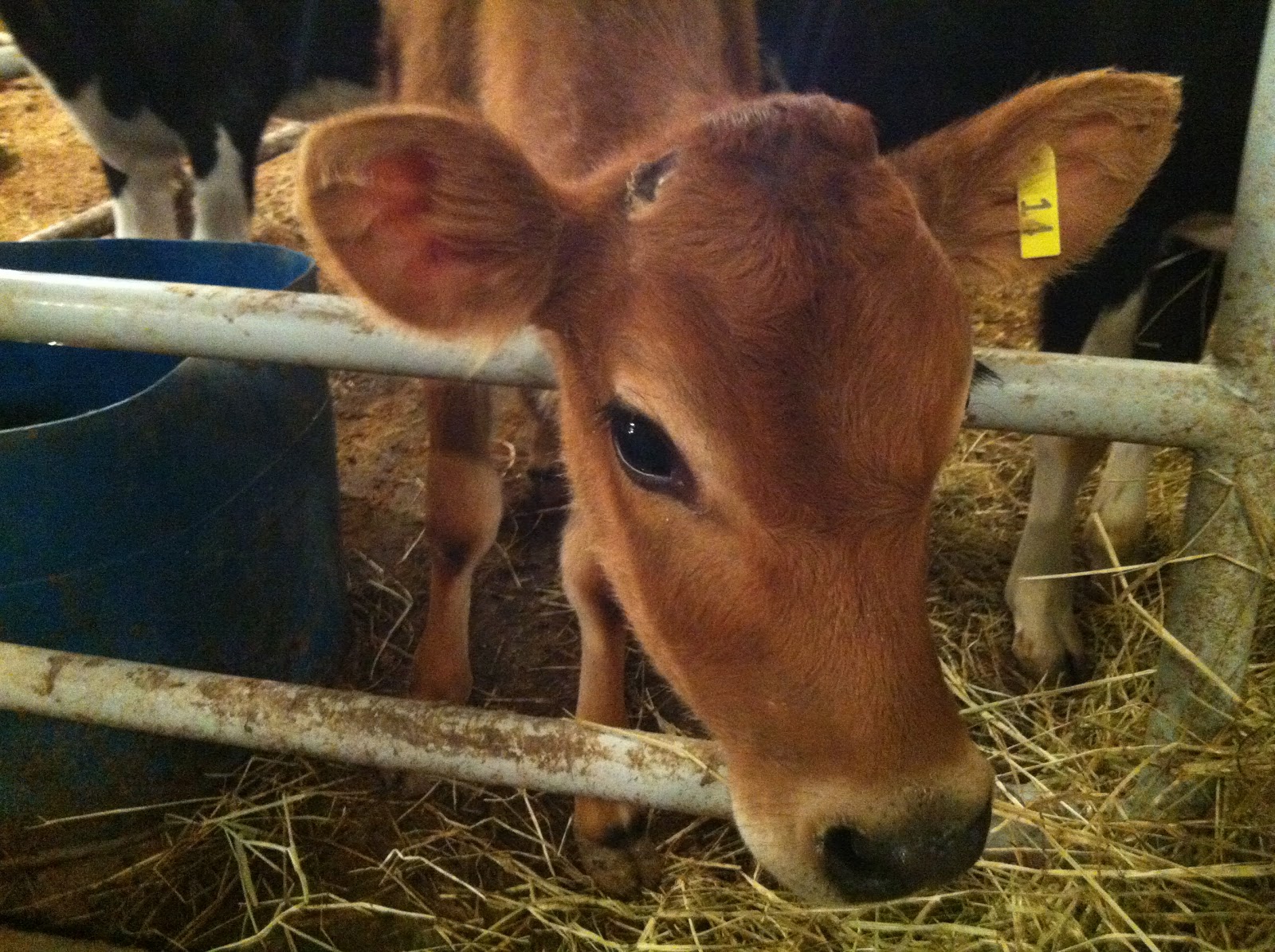 from-farm-to-fridge-a-day-with-the-dairy-cows-a-mommy-story