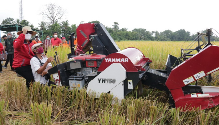 Bupati Tabanan Panen Perdana Padi Unggul Sertani 13
