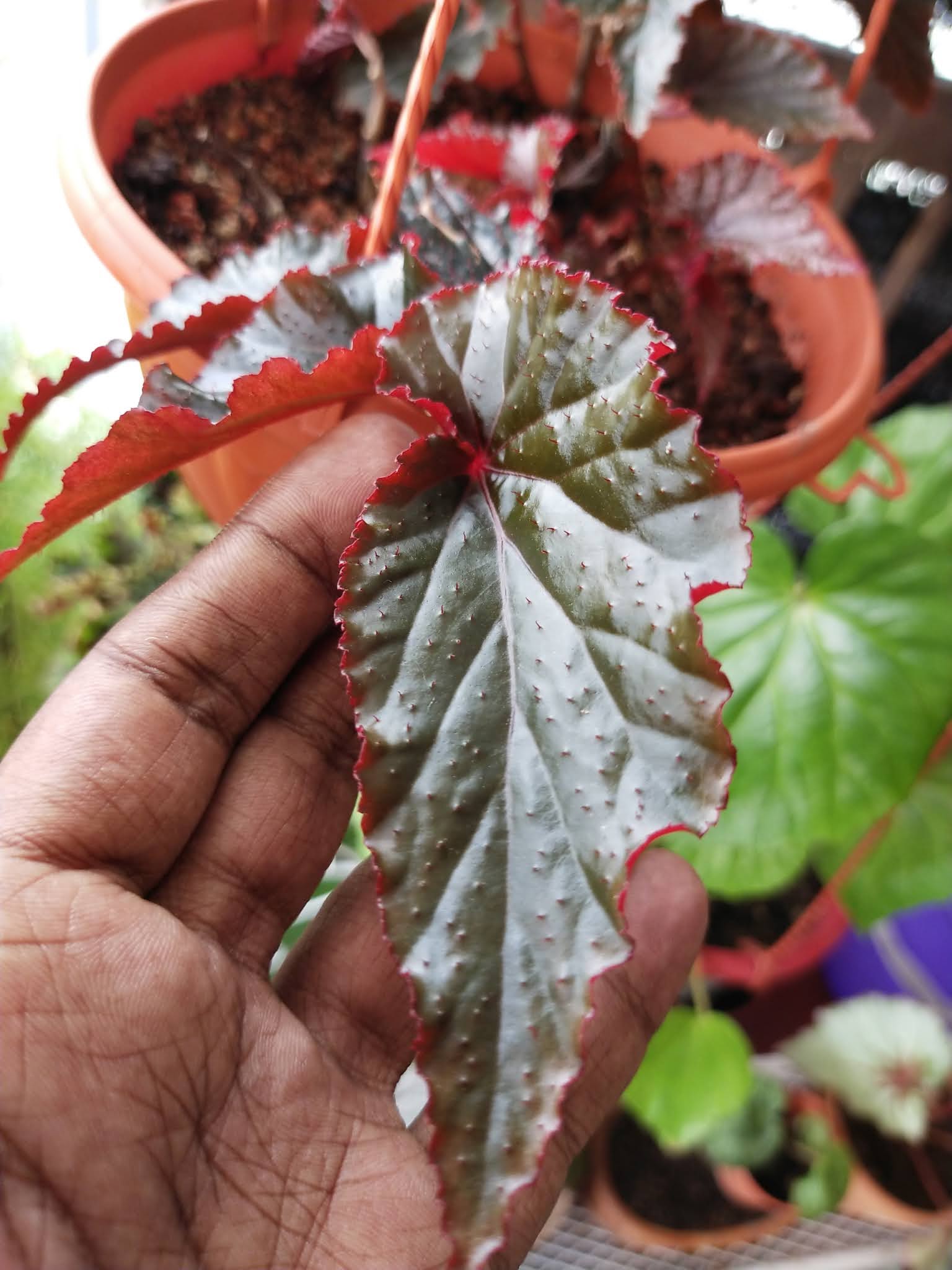 Garden Chronicles 125 Different Types of Begonias Names and Images