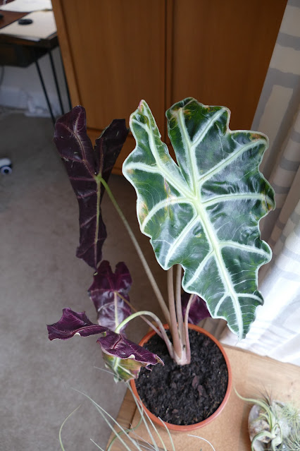 Best Plants To Get Your Studio, alocasia polly decor, alocasia polly home decor, holmbush flowers review, holmbush flowers etsy, holmbush flowers shop