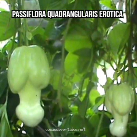Passiflora quadrangularis erotica