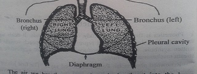 diagram of lungs, organs of speech diagram, try.fulfil
