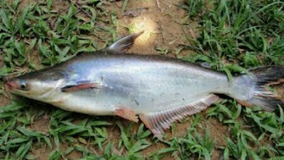 umpan ikan patin susah makan