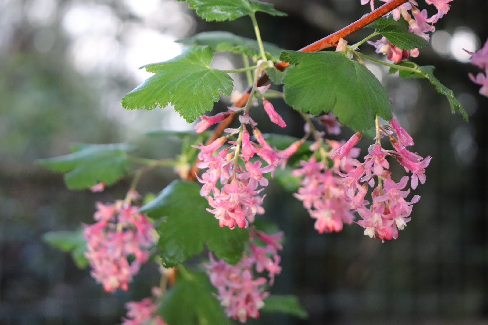 Nature Aenigmatic The Barberry Family Surprisingly Endearing