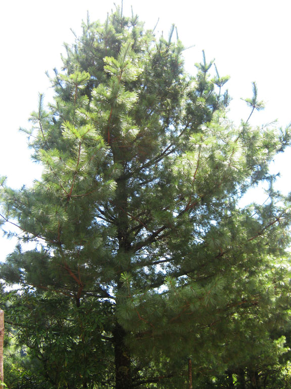 Pinus ayacahuite Mexican white pine care and cultivation Travaldo's blog