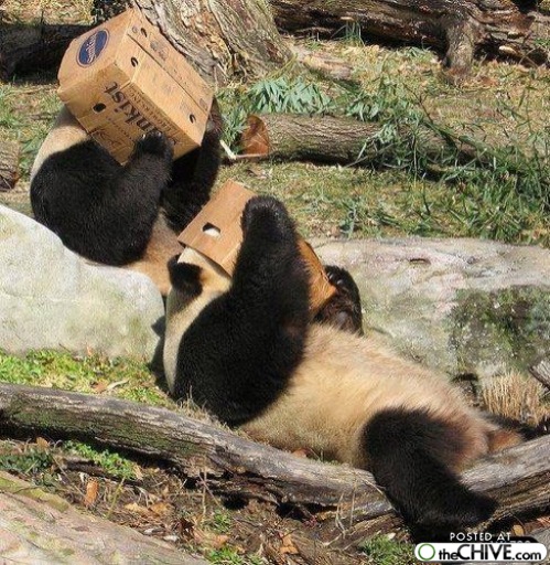 Funny Image Collection: Funny Animals Pictures, Images!