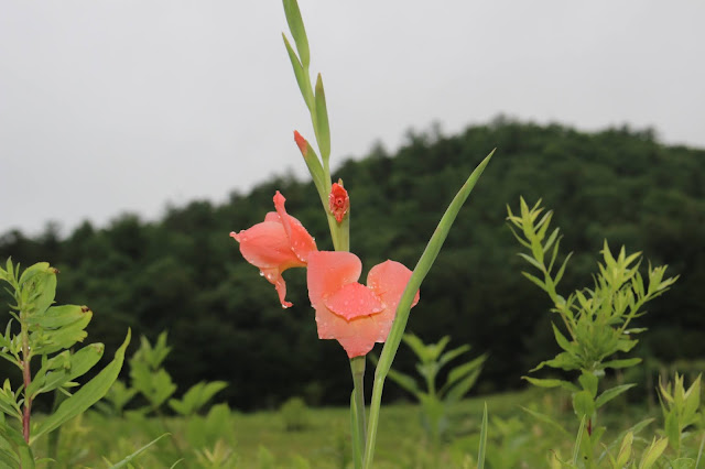 focus closer on the single bloom of pink gladiolus flower