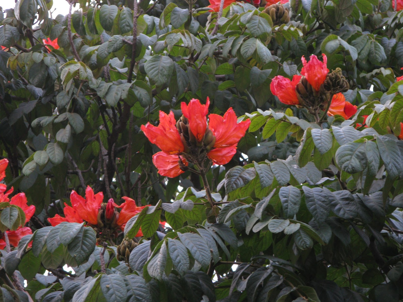 The Beauties of Nature Our Mission in Kenya