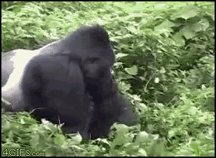 004-funny-animal-gifs-gorilla.gif
