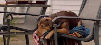 A Dog's way Home Full Movie in Hindi Filmyzilla BluRay