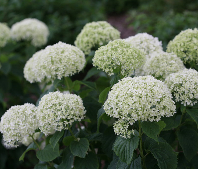 Hydrangea Pruning Woodland And Pgs