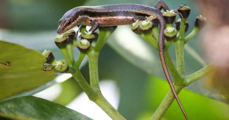 Jenis Flora Dan Fauna Asiatis Australis Peralihan