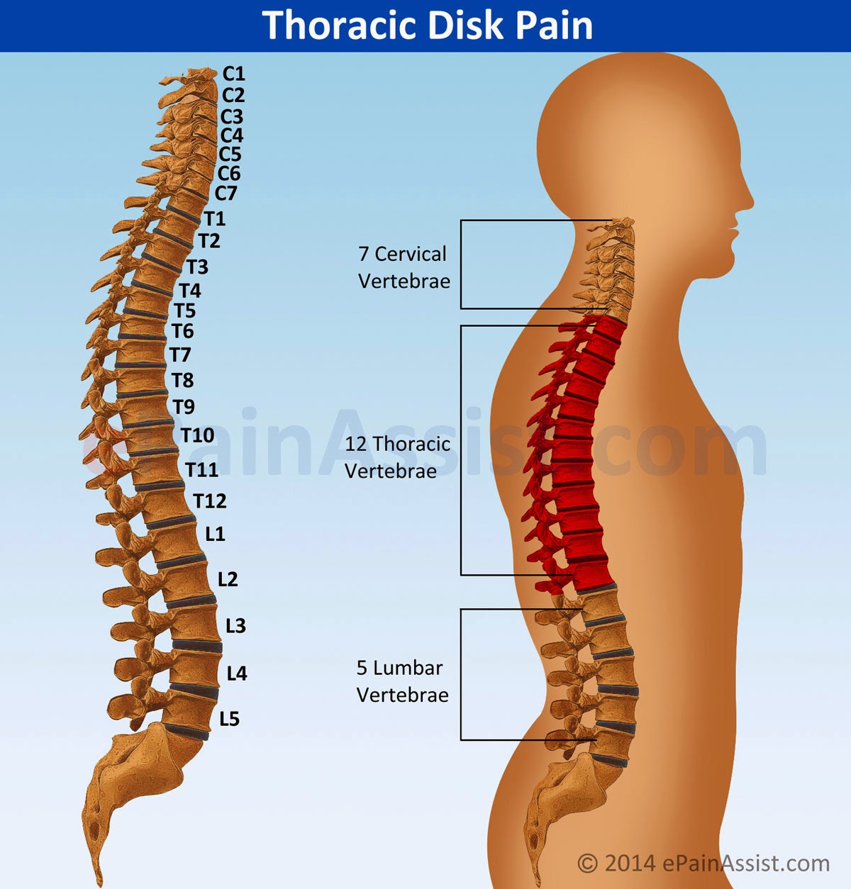 Thoracic Spine (mid-back) – POST COMPETITIVE INSIGHT