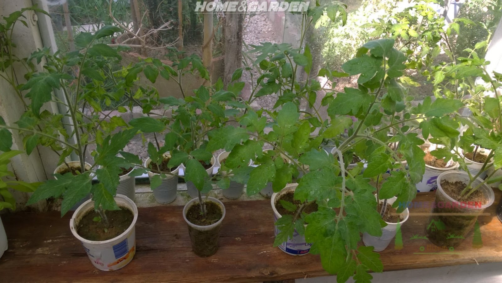 How to Start Tomato Seeds Indoors Growing Organic Vegetables