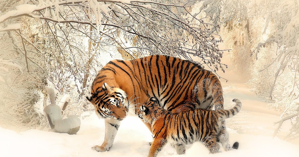 The tiger essay 50 words image