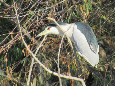 Colusa National Wildlife Refuge