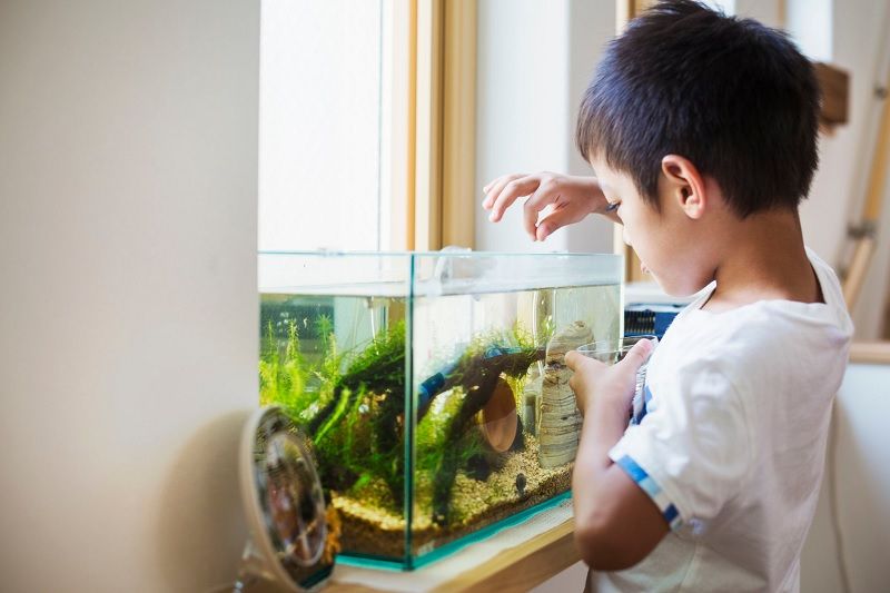 Gambar Makanan Udang Hias Dan Pemberianya