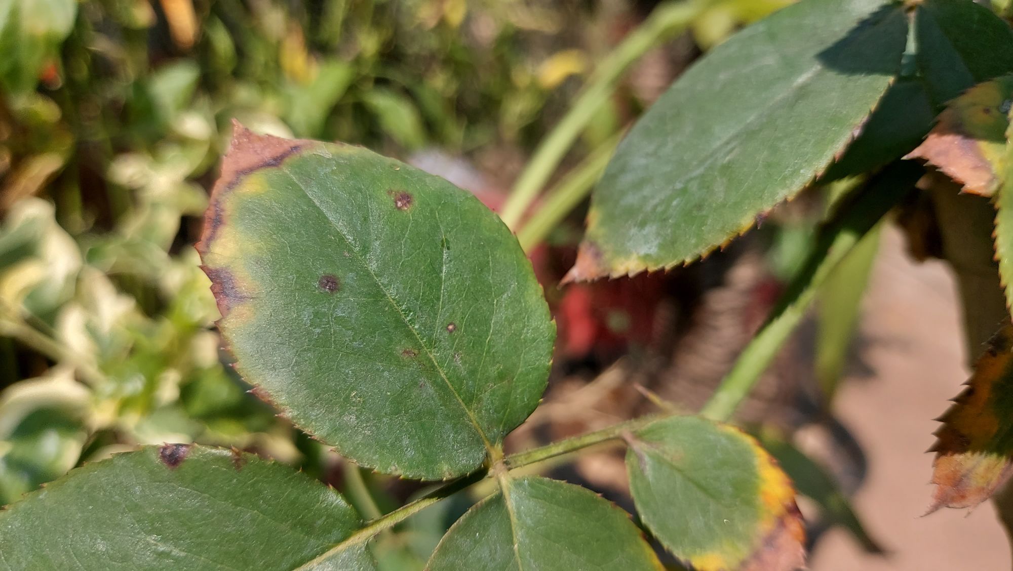 Rose plant black spot on leaves and die back problems