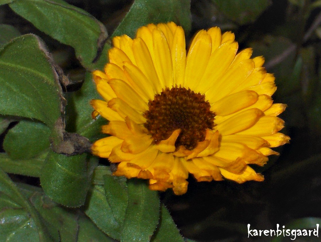 Karen`s Nature Photography Marigold Flower Blooming During Winter Season.