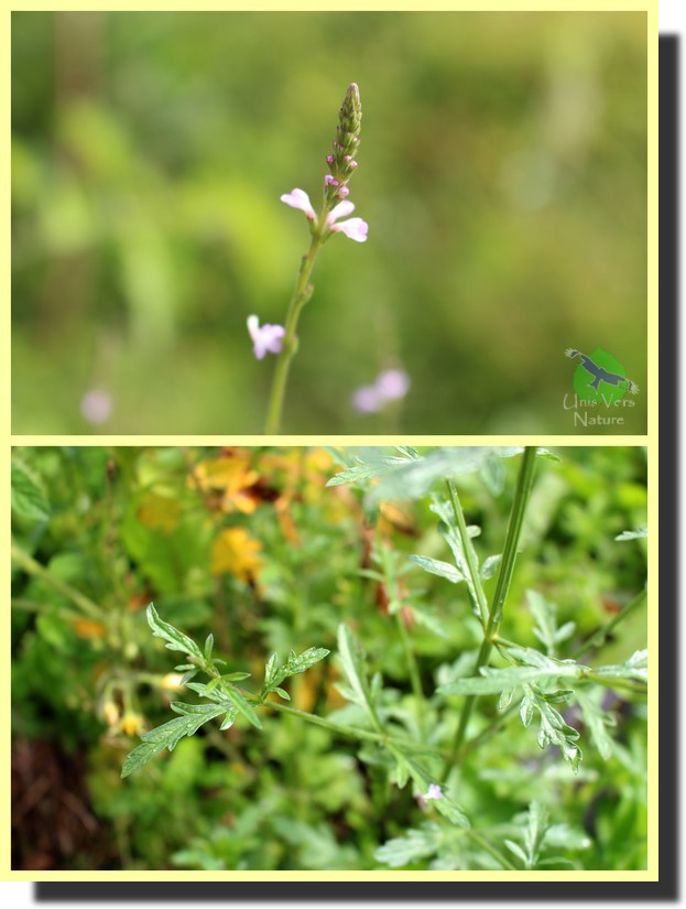 Unis Vers Nature Les herbes de la SaintJean Unis Vers Nature Les herbes de la SaintJean