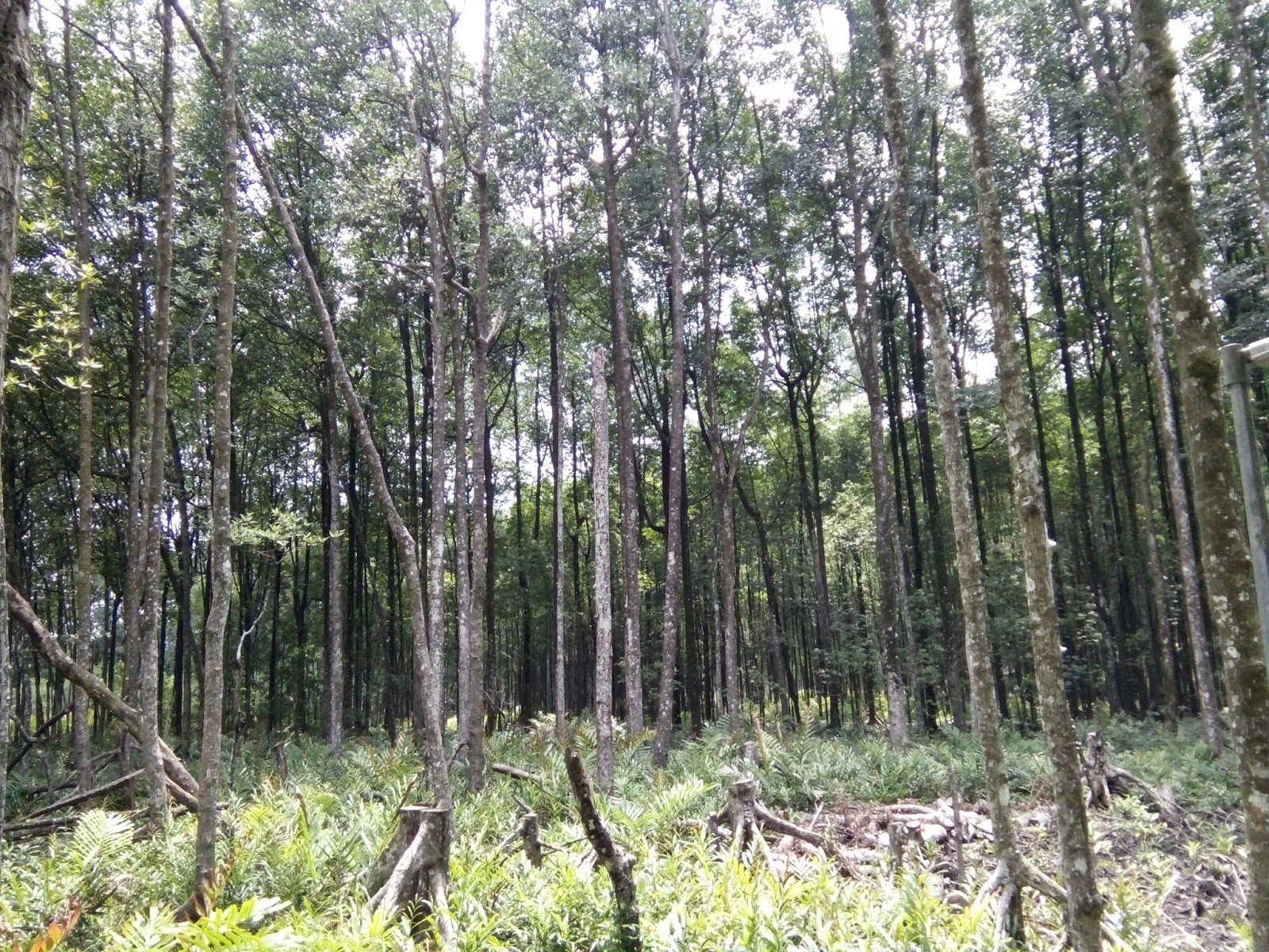 MENCARI CINTA ABADI: Hutan Paya Laut Matang