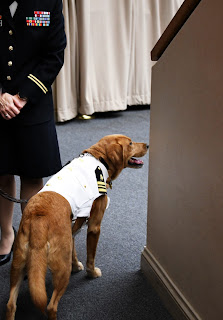 Shetland, a golden retriever, standing next to a podium.