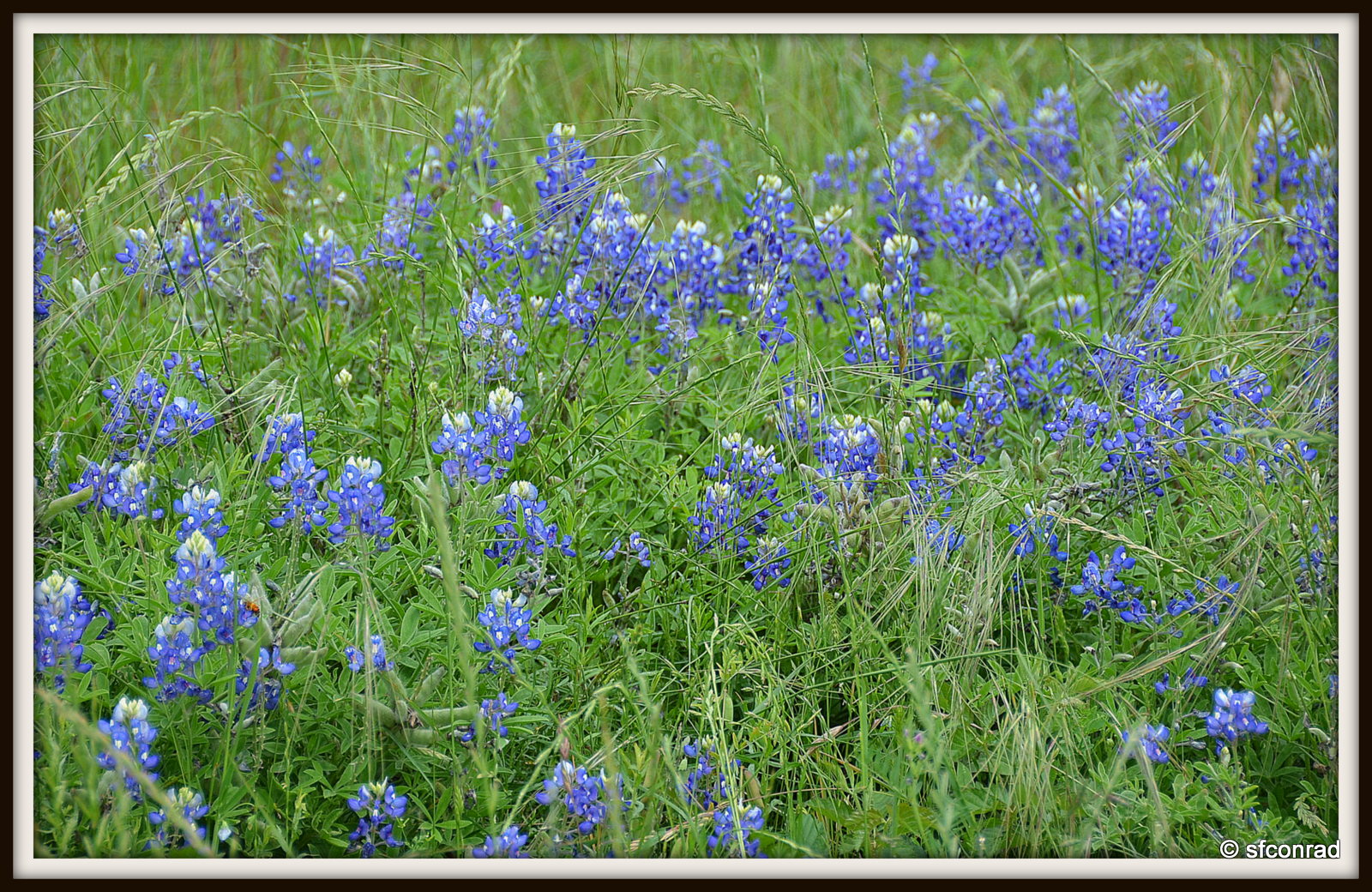 PUPPY PATHS RVing FullTime Texas Wildflowers Houston West RV Park